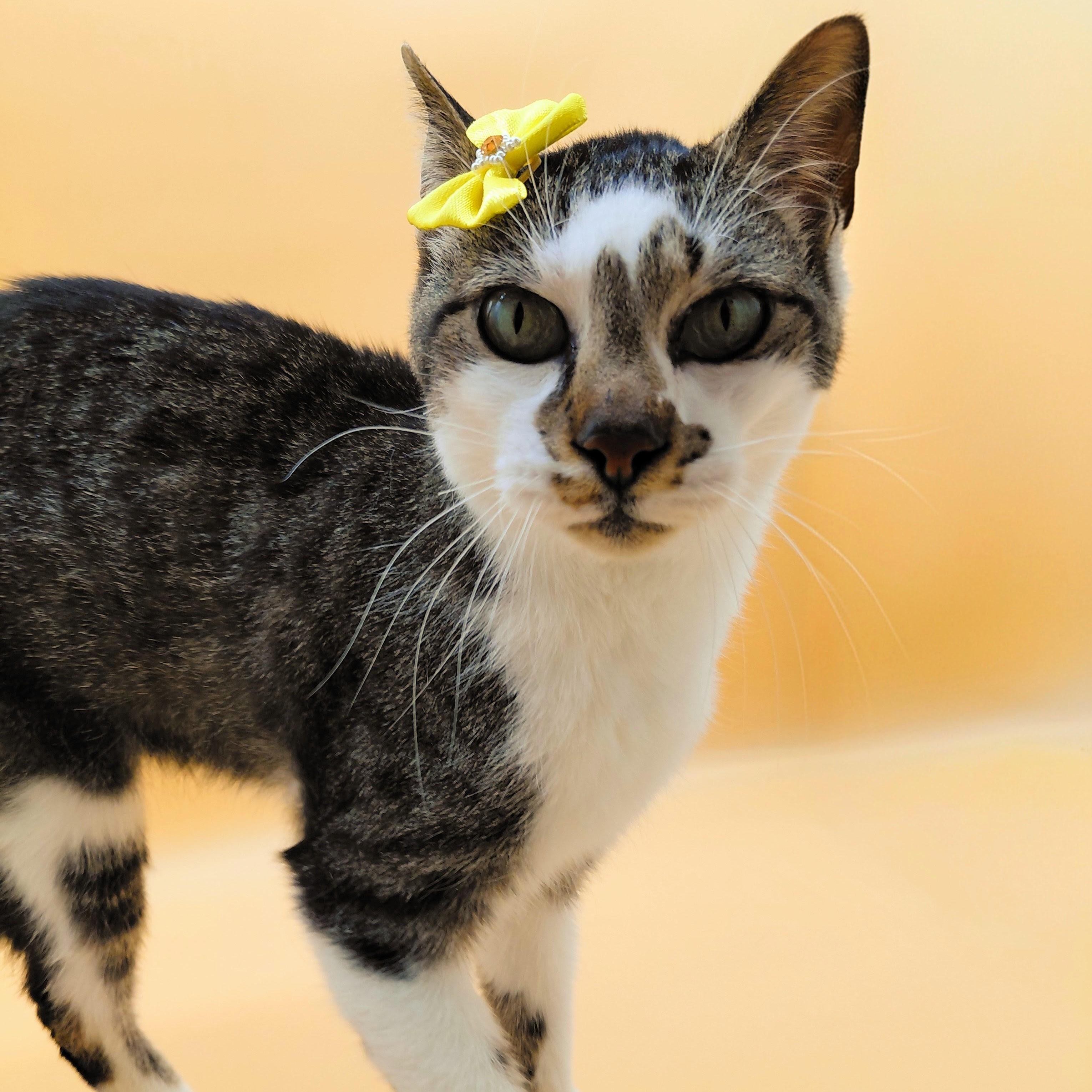 Juandissimo — thumbnail 3