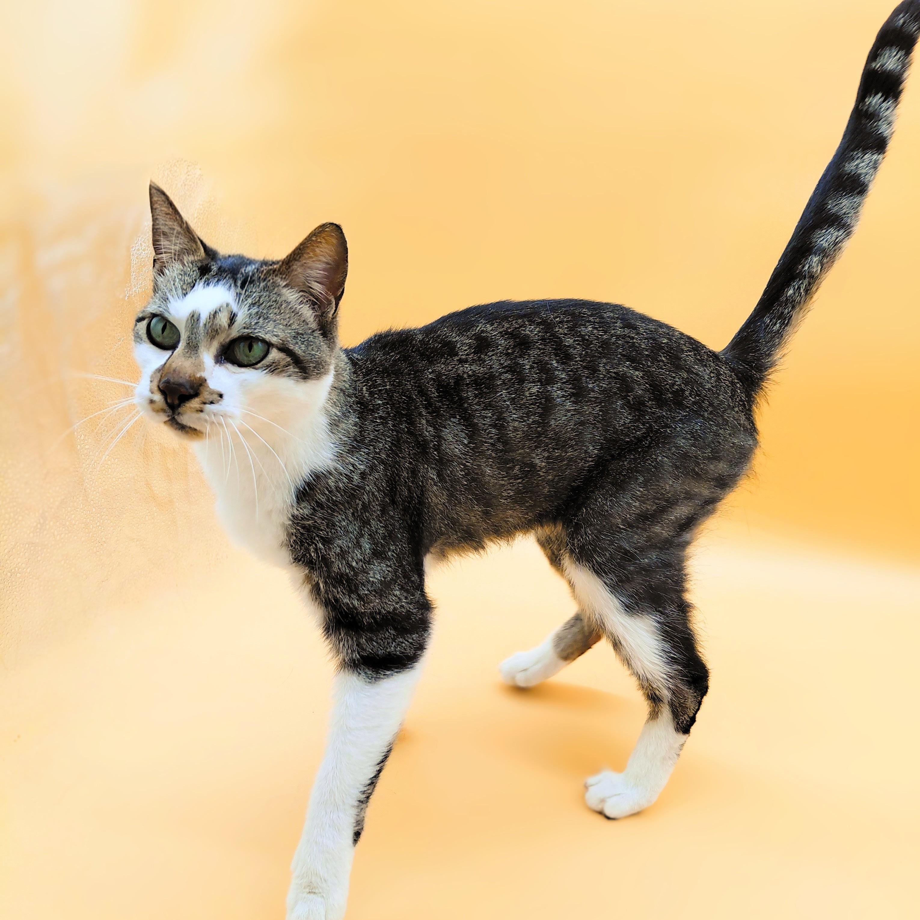 Juandissimo — thumbnail 4