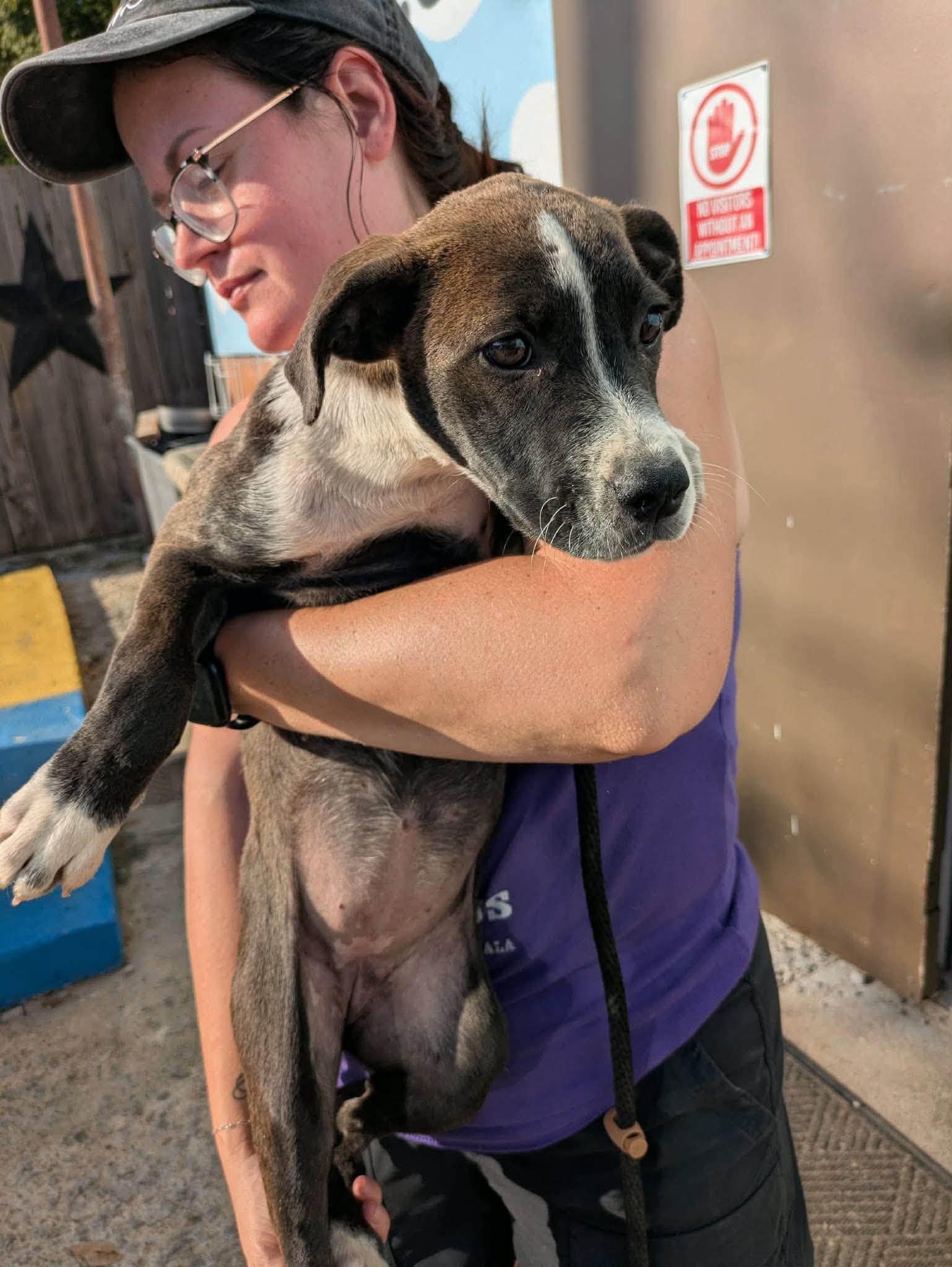 Enlarge Aliza, a Adopted mixed breed in Huntsville, AL image 3/4