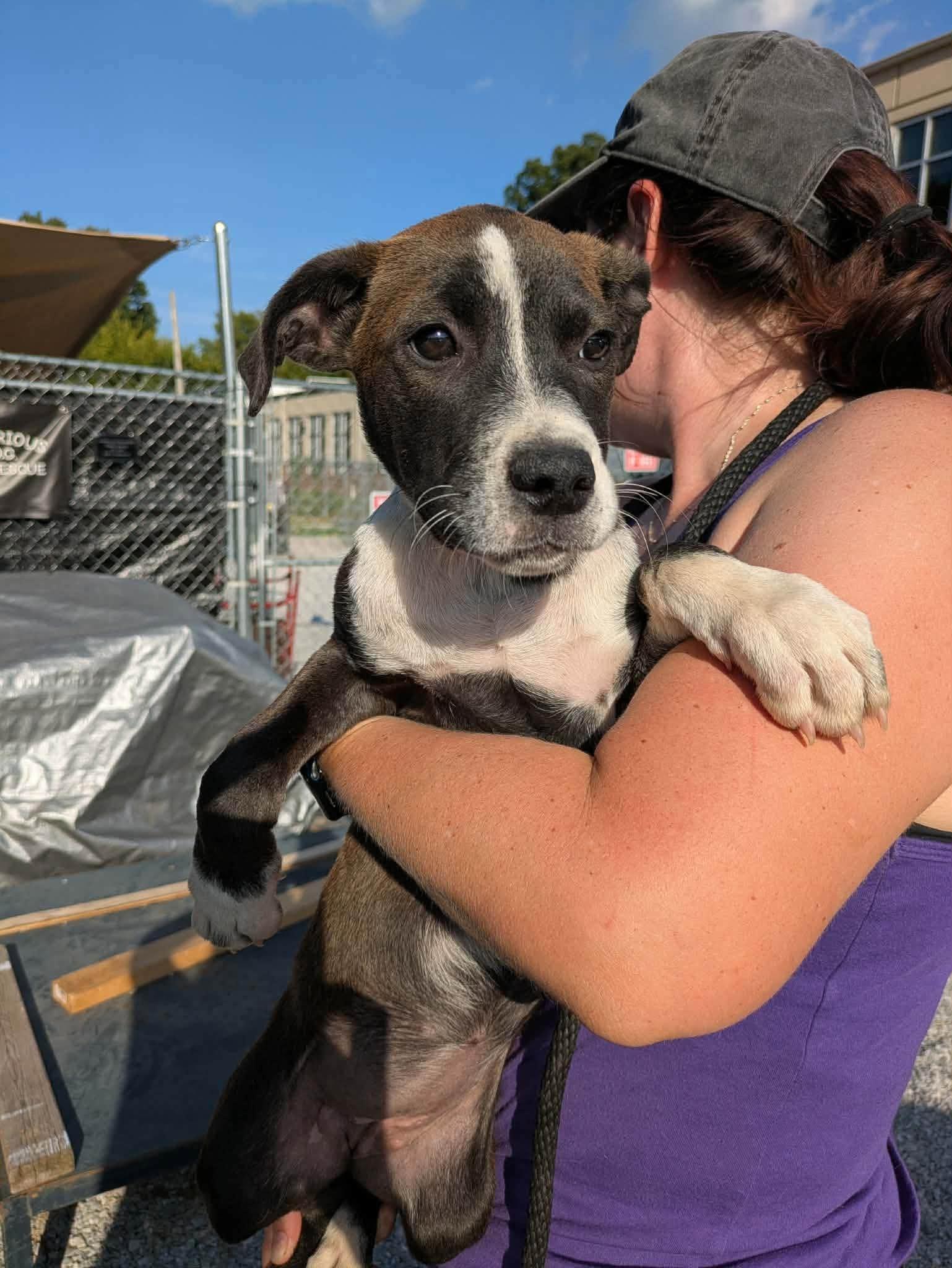 Enlarge Aliza, a Adopted mixed breed in Huntsville, AL image 2/4