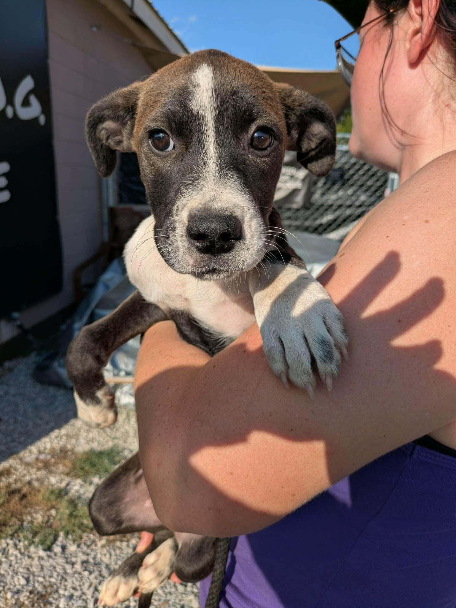 Aliza, Adopted, Puppy Female Mixed Breed.