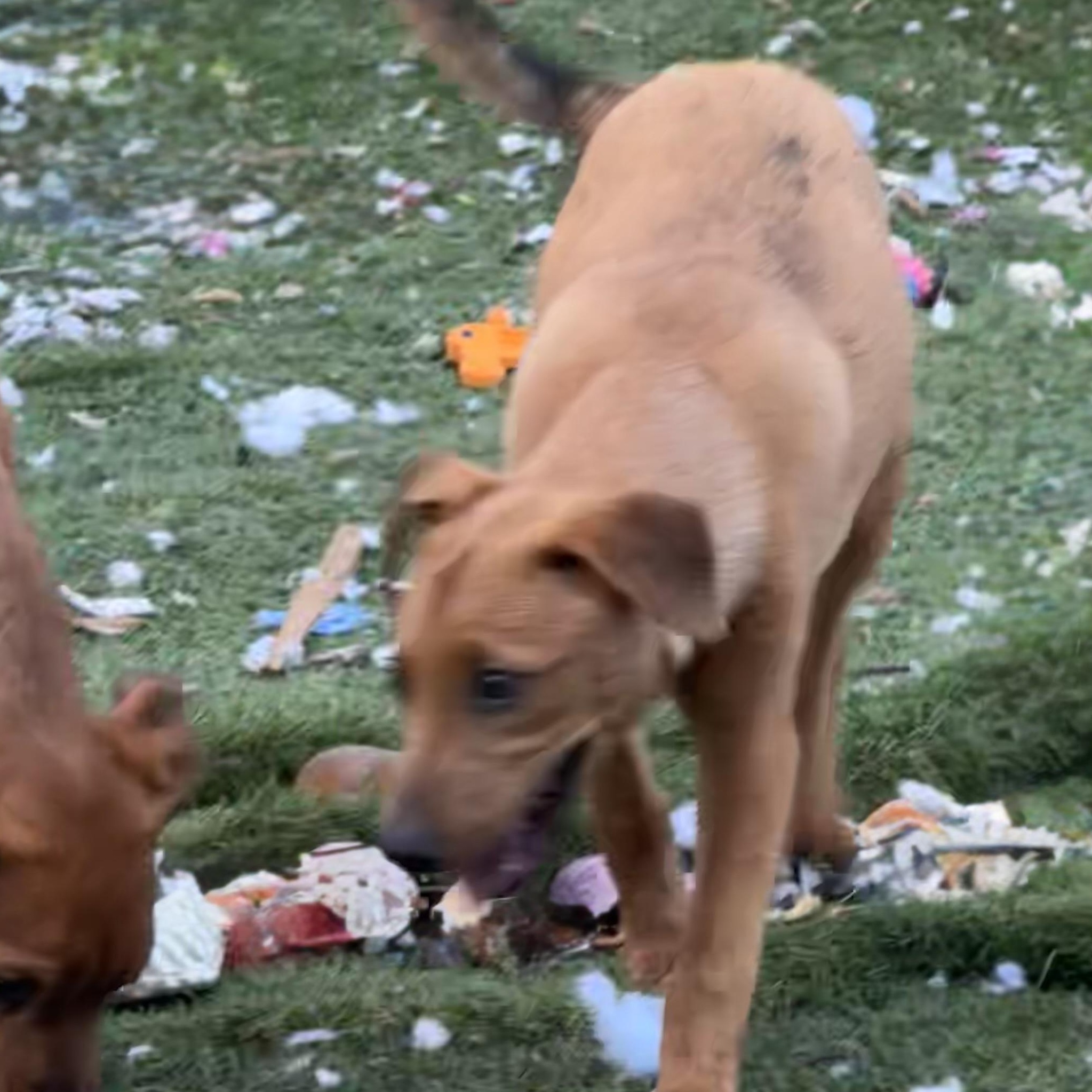 Bo Peep, Adoptable, Young Female Labrador Retriever & Black Mouth Cur.