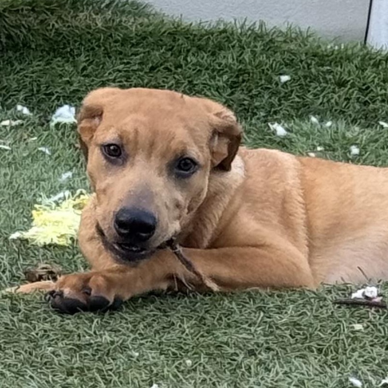 Enlarge Bo Peep, a Adoptable mixed breed in Lantana, FL image 1/2