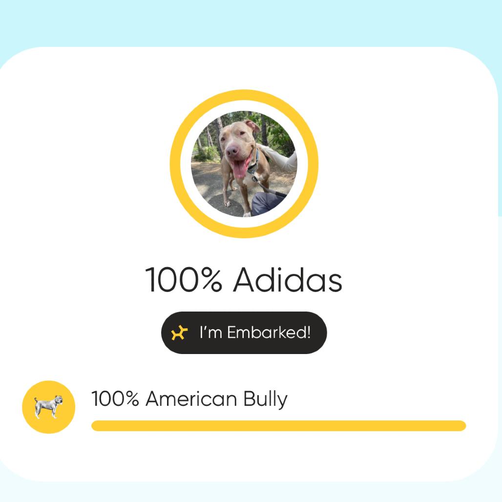 Enlarge Adidas , a ADOPTABLE American Bully in Oakland, CA image 6/6