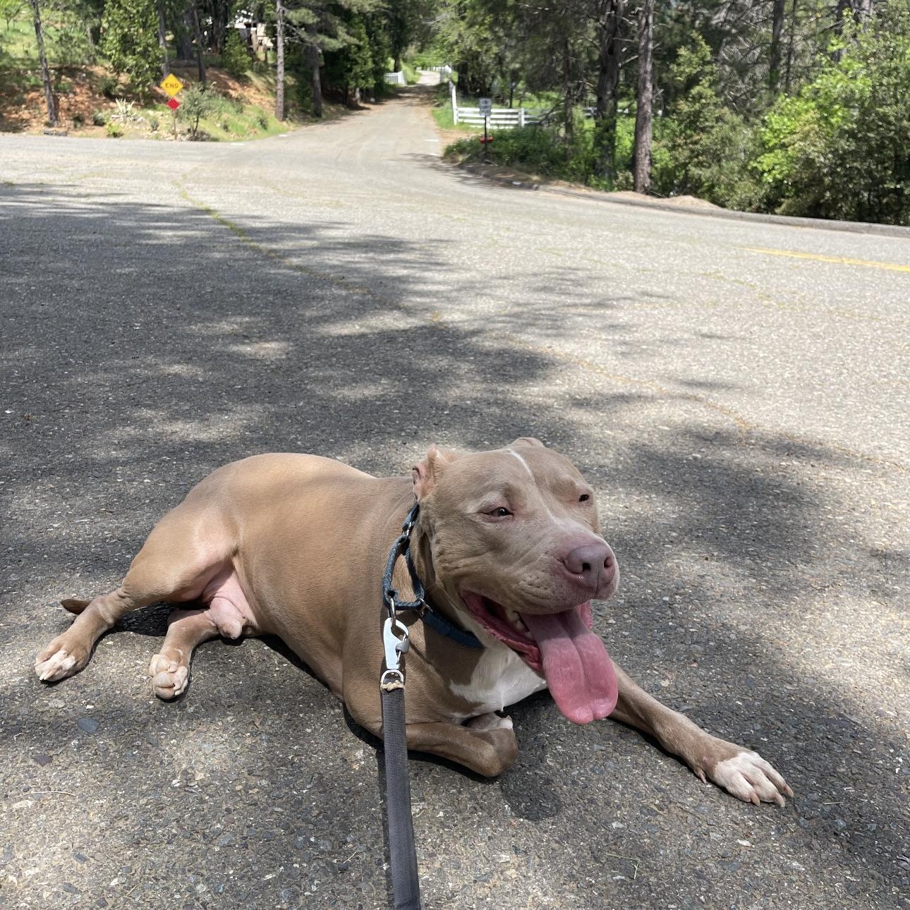 Enlarge Adidas , a ADOPTABLE American Bully in Oakland, CA image 5/6