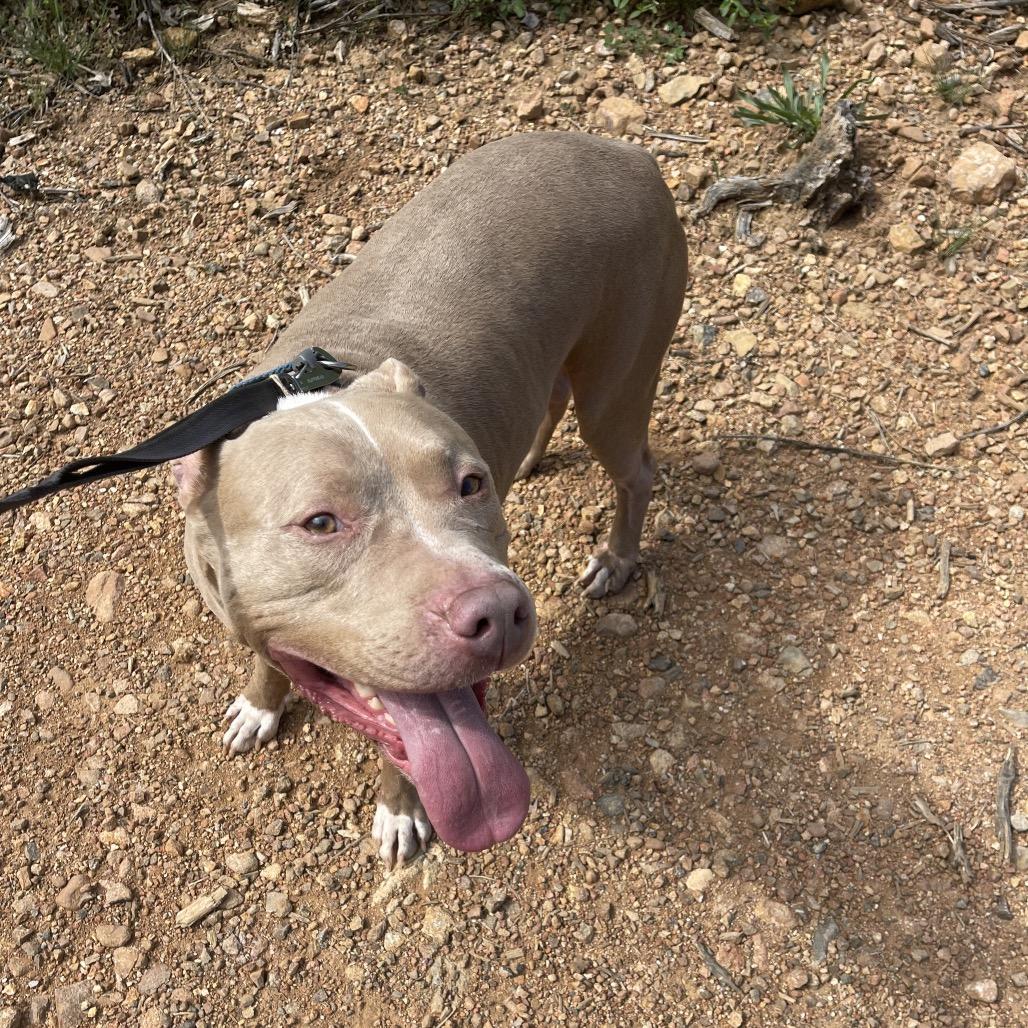 Enlarge Adidas , a ADOPTABLE American Bully in Oakland, CA image 4/6