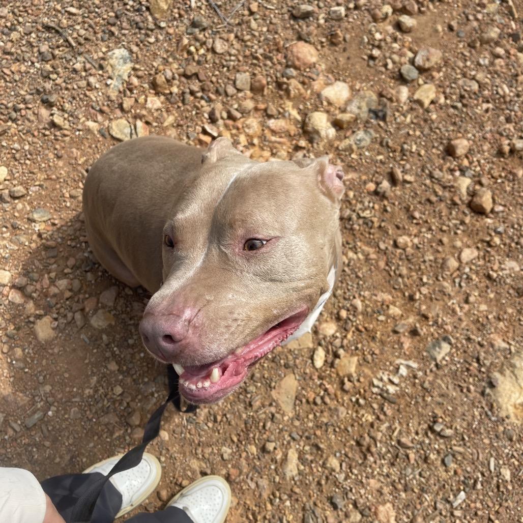 Enlarge Adidas , a ADOPTABLE American Bully in Oakland, CA image 3/6