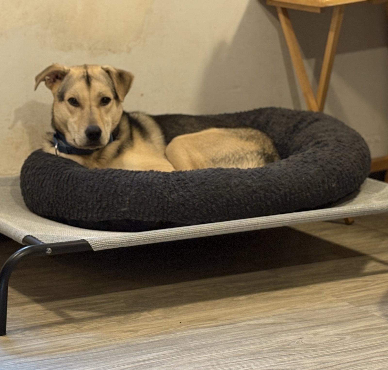 Nikolai, Adoptable, Adult Male Shepherd.