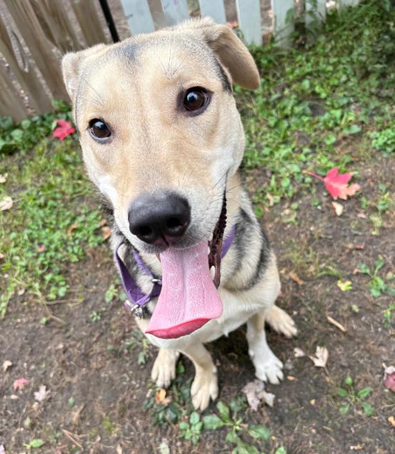 Nikolai, Adoptable, Adult Male Shepherd.