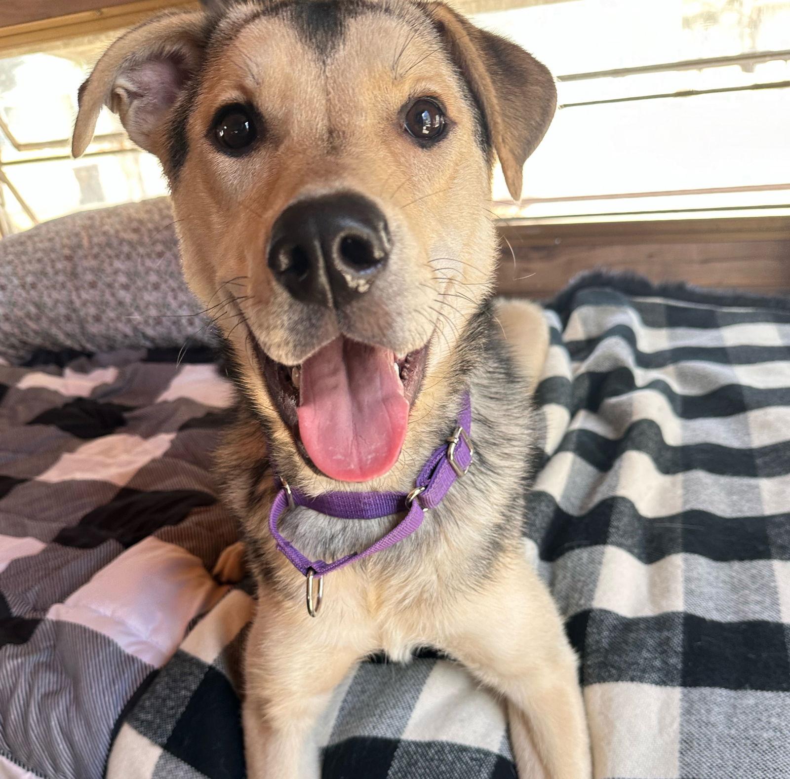 Enlarge Nikolai, a Adoptable Shepherd in Brooklyn Center, MN image 2/3