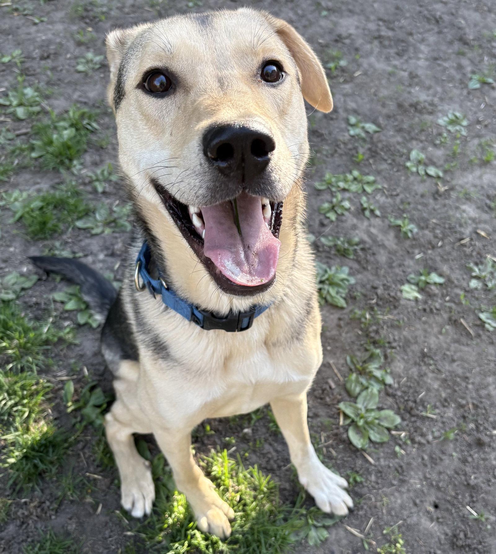 Enlarge Nikolai, a Adoptable Shepherd in Brooklyn Center, MN image 3/3