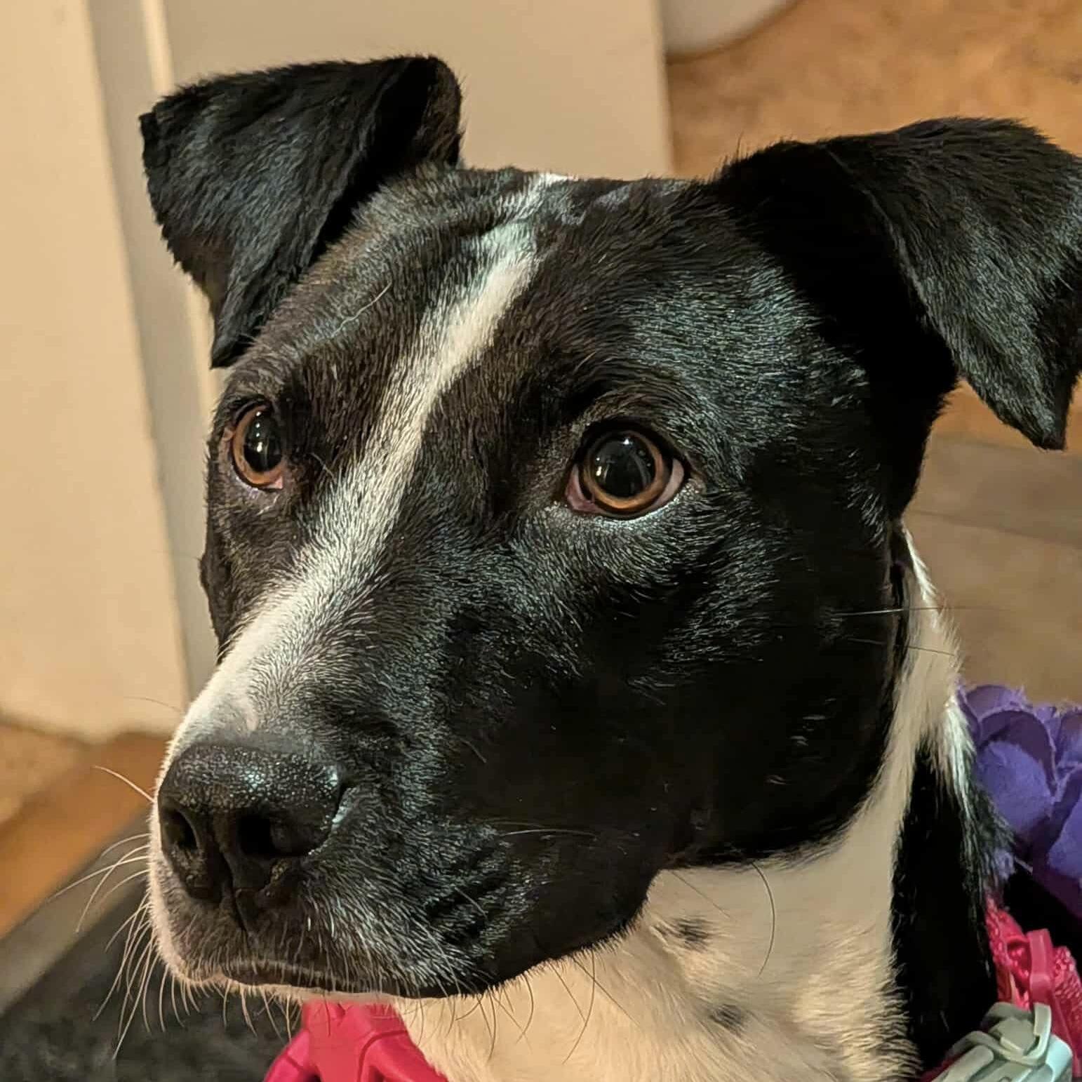 Enlarge Dixi, a ADOPTABLE mixed breed in Mississauga, ON image 5/6