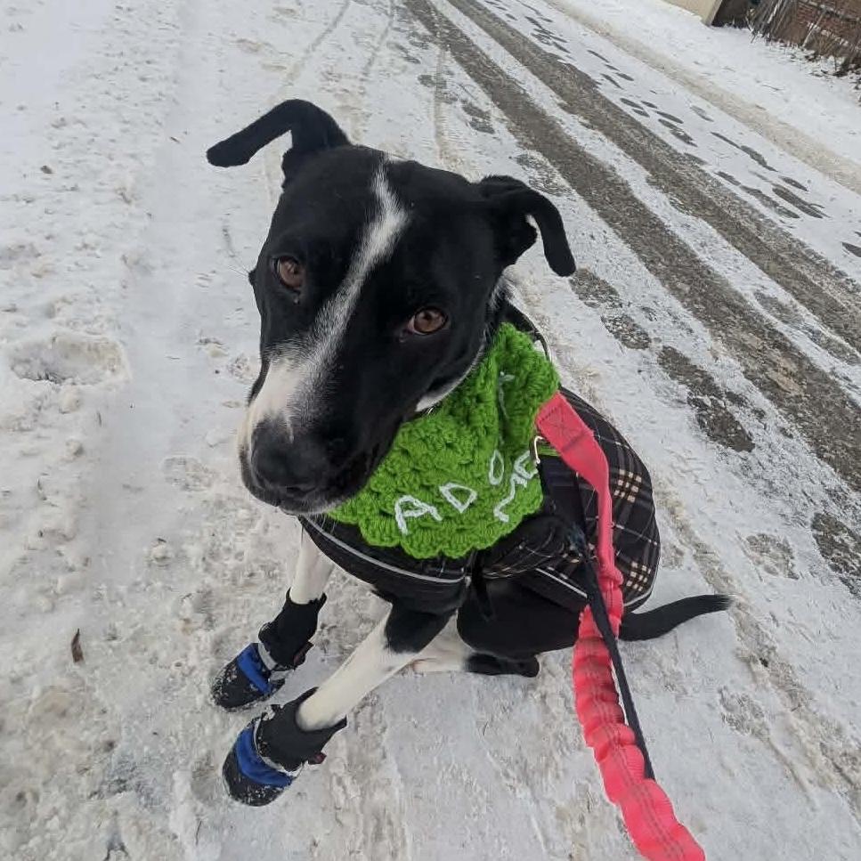 Enlarge Dixi, a ADOPTABLE mixed breed in Mississauga, ON image 1/6