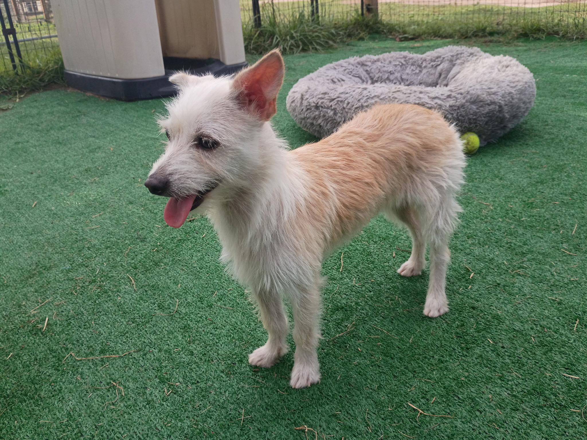 Garrett-All smiles, Adoptable, Young Male Miniature Schnauzer & Border Terrier.