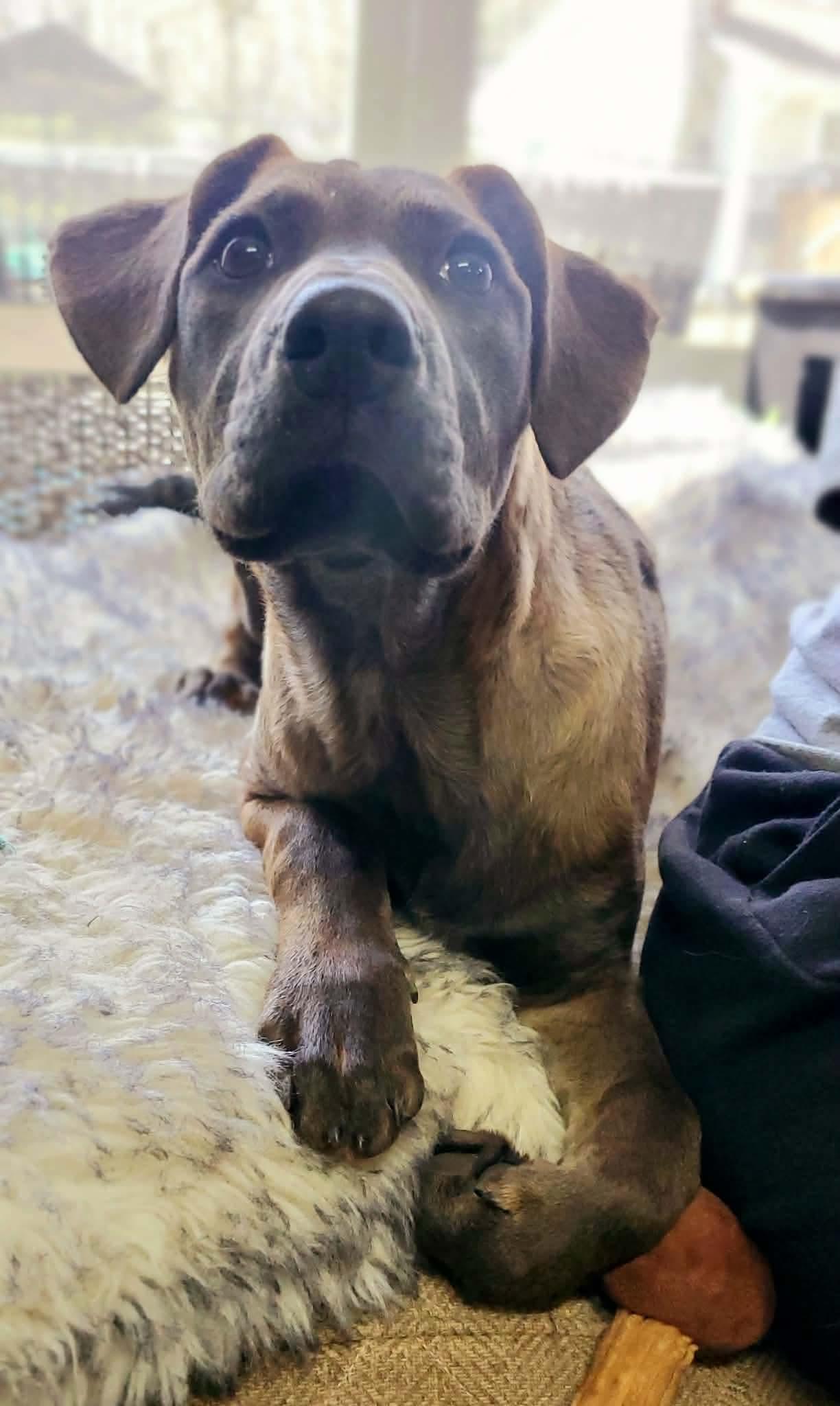 Enlarge Bugsy , a Adoptable Mixed Breed in Argyle, NY image 6/6