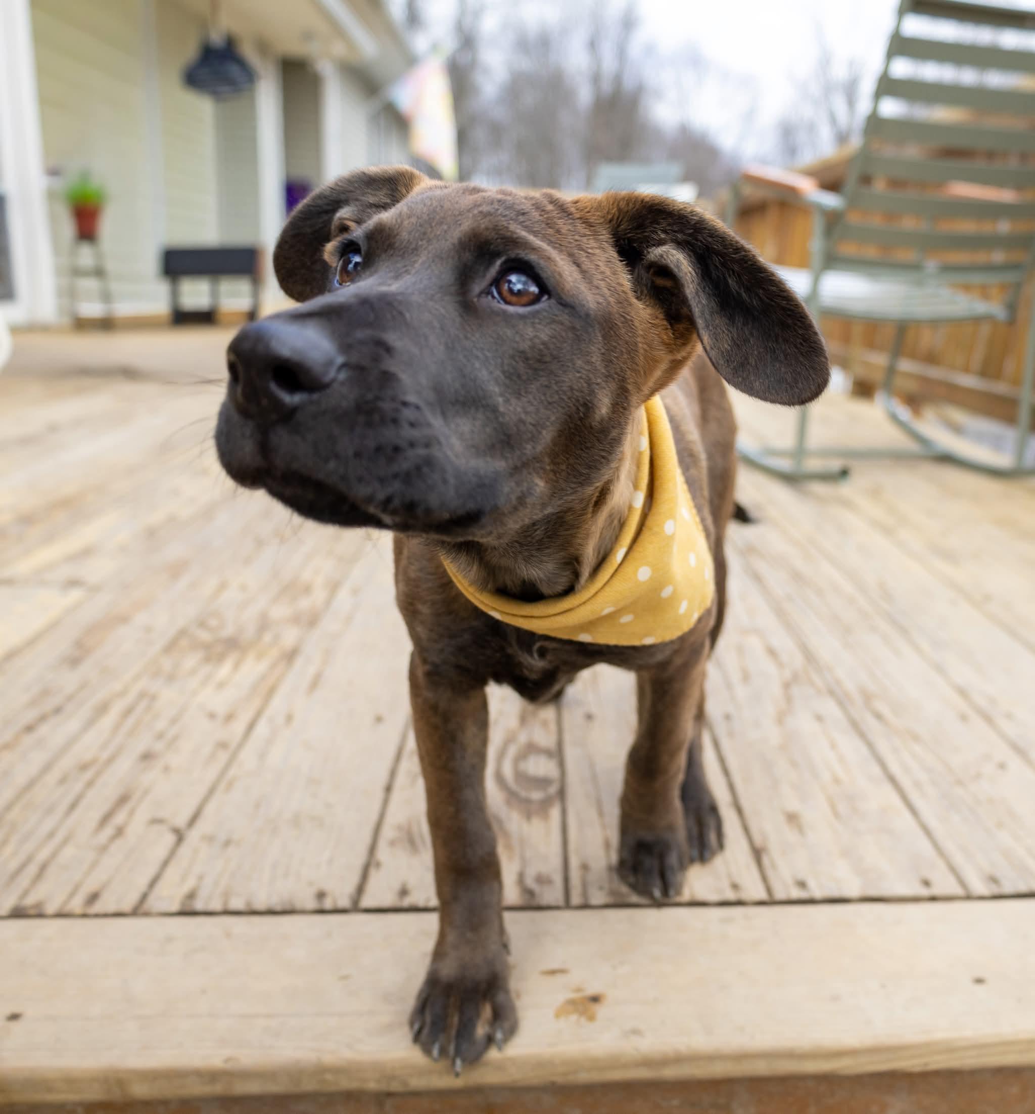 Enlarge Bugsy , a Adoptable Mixed Breed in Argyle, NY image 2/6