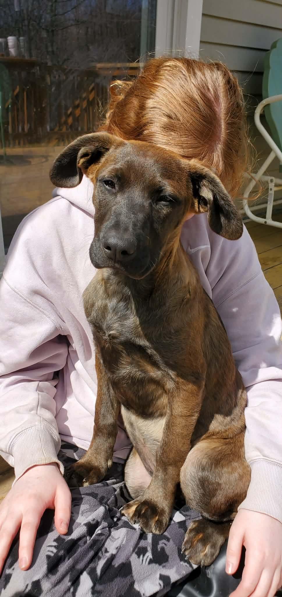Enlarge Bugsy , a Adoptable Mixed Breed in Argyle, NY image 4/6