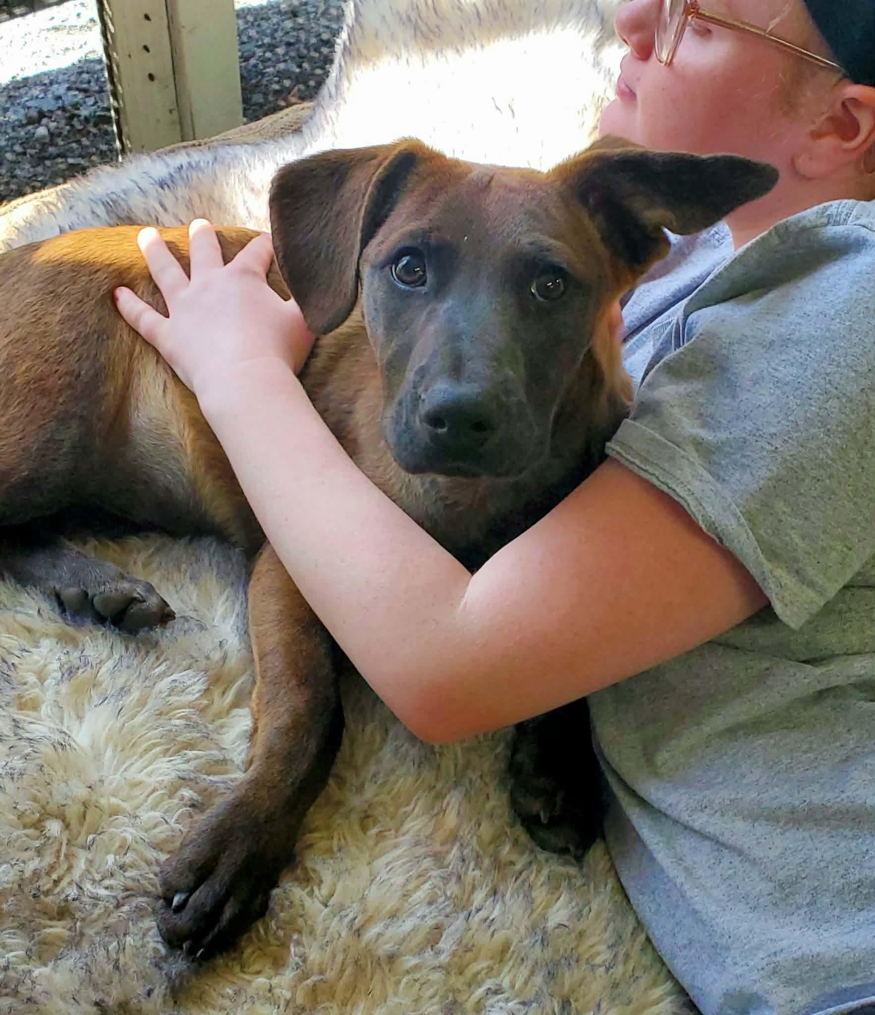 Enlarge Bugsy , a Adoptable Mixed Breed in Argyle, NY image 5/6