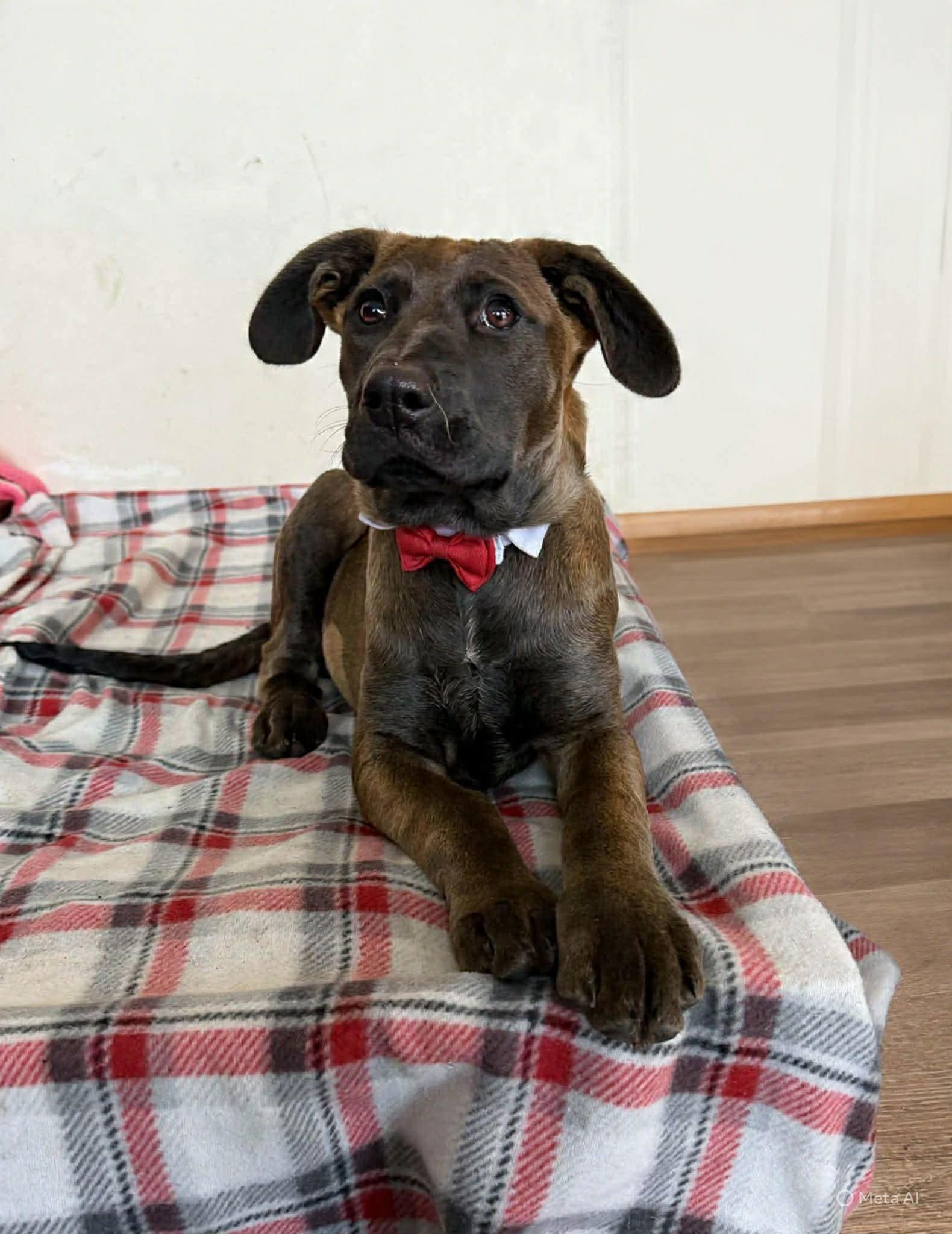 Enlarge Bugsy , a Adoptable Mixed Breed in Argyle, NY image 3/6