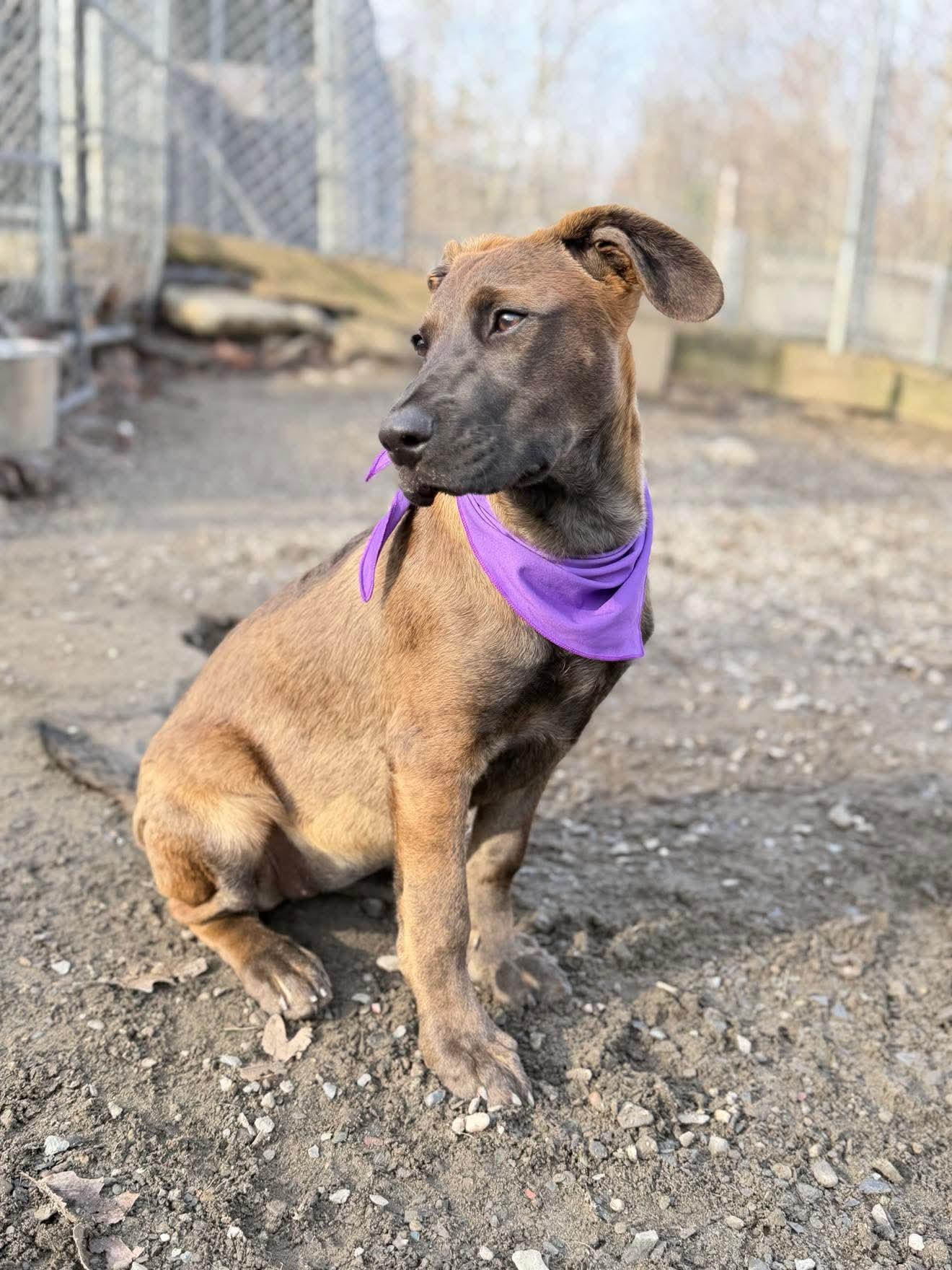 Enlarge Bugsy , a Adoptable Mixed Breed in Argyle, NY image 1/6