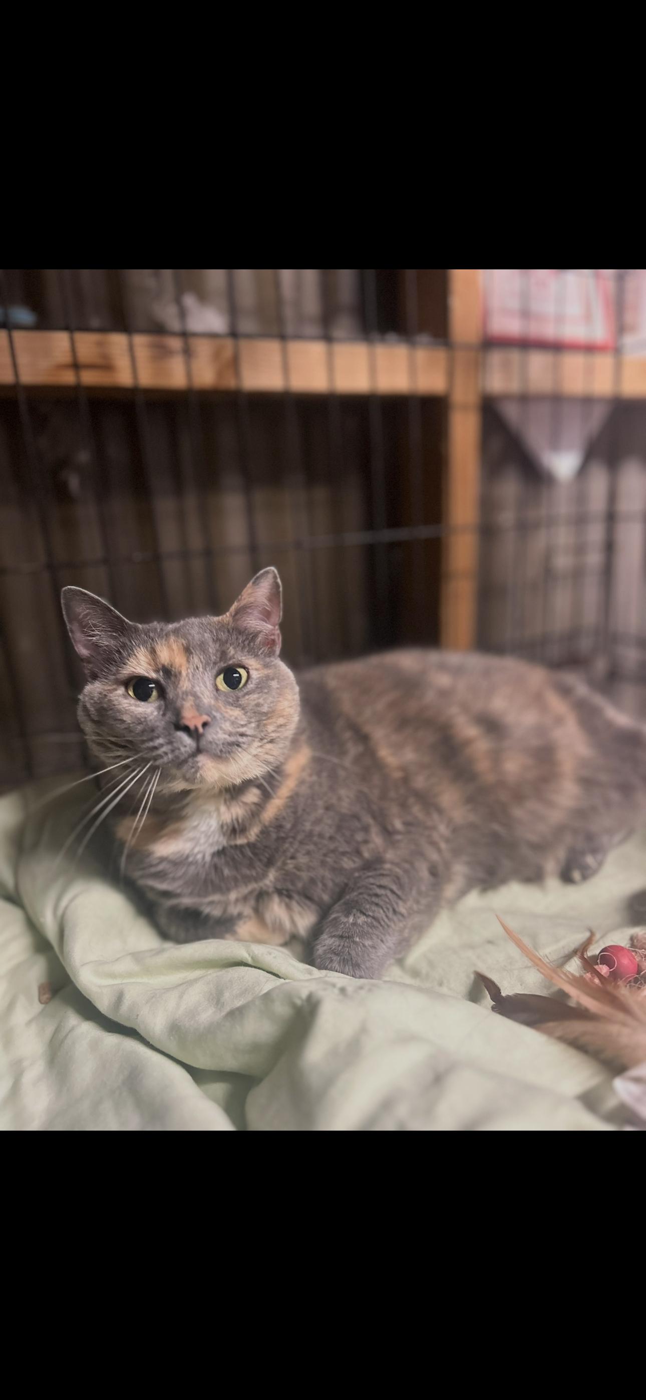 Stormy, ADOPTABLE, Adult Female American Shorthair & Dilute Tortoiseshell.