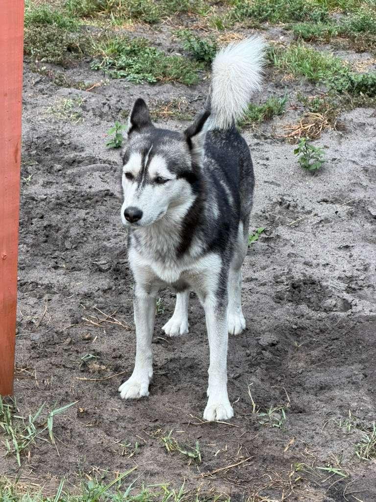 Nicky, Adoptable, Adult Female Husky.