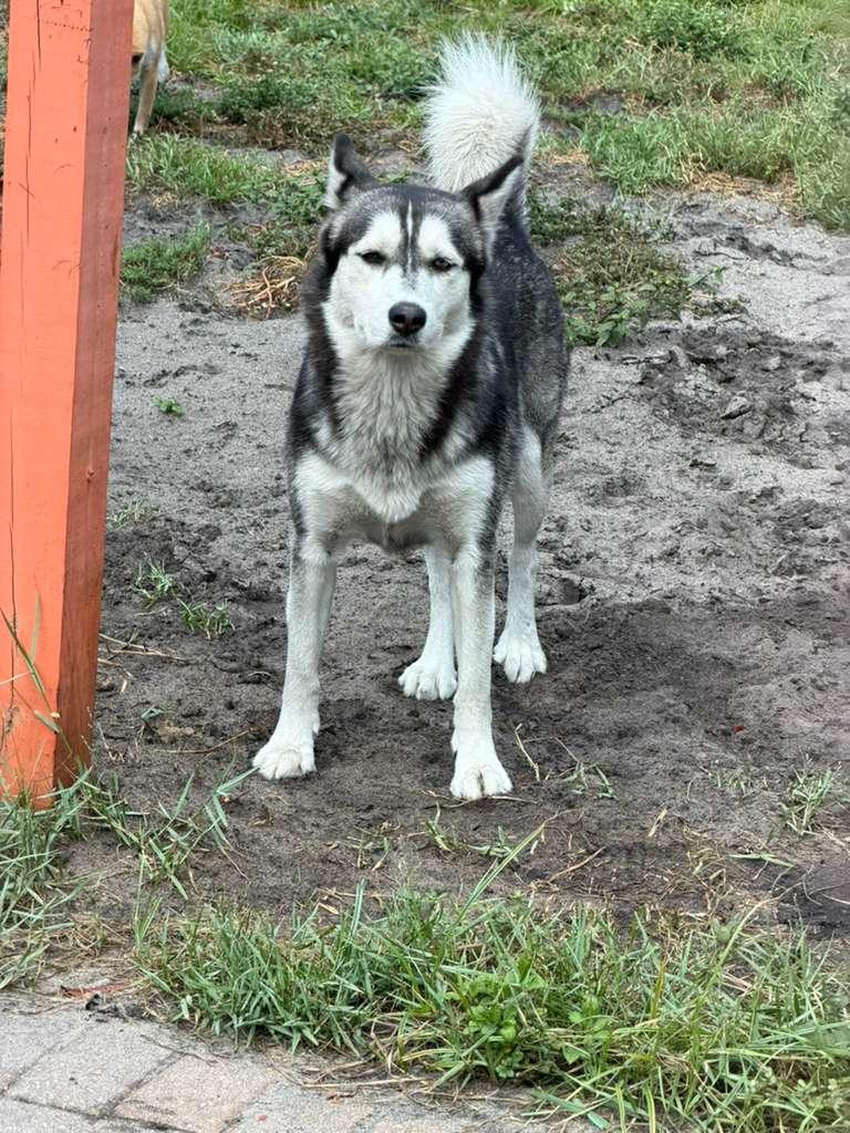 Enlarge Nicky, a Adoptable Husky in naples, FL image 2/2