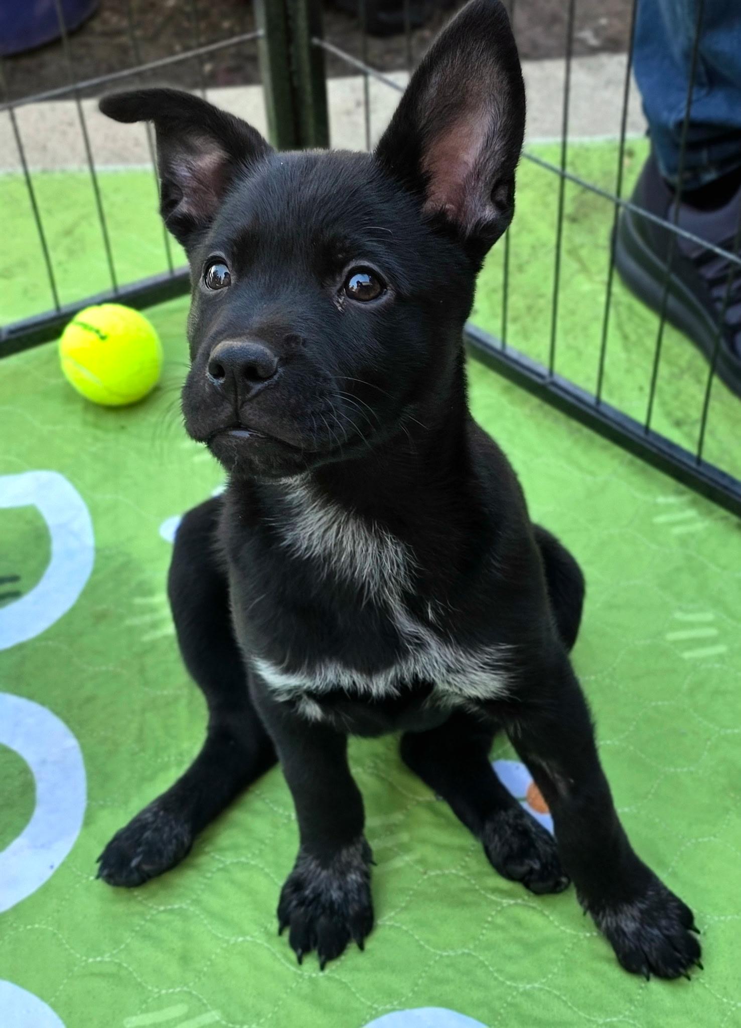 Cherry, adopted, Puppy Female Australian Cattle Dog / Blue Heeler.