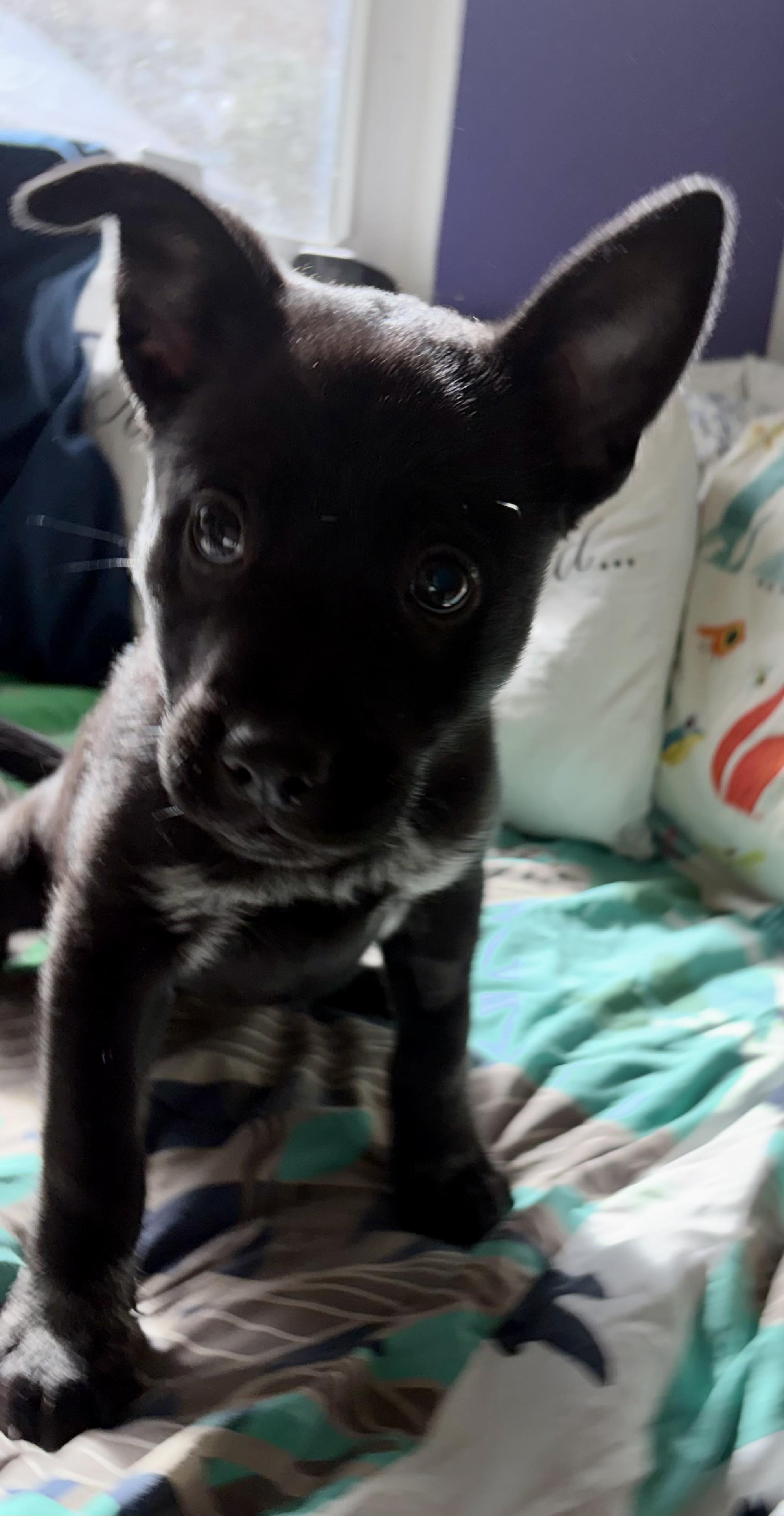 Cherry, an adopted mixed breed in Penryn, CA image 3/4