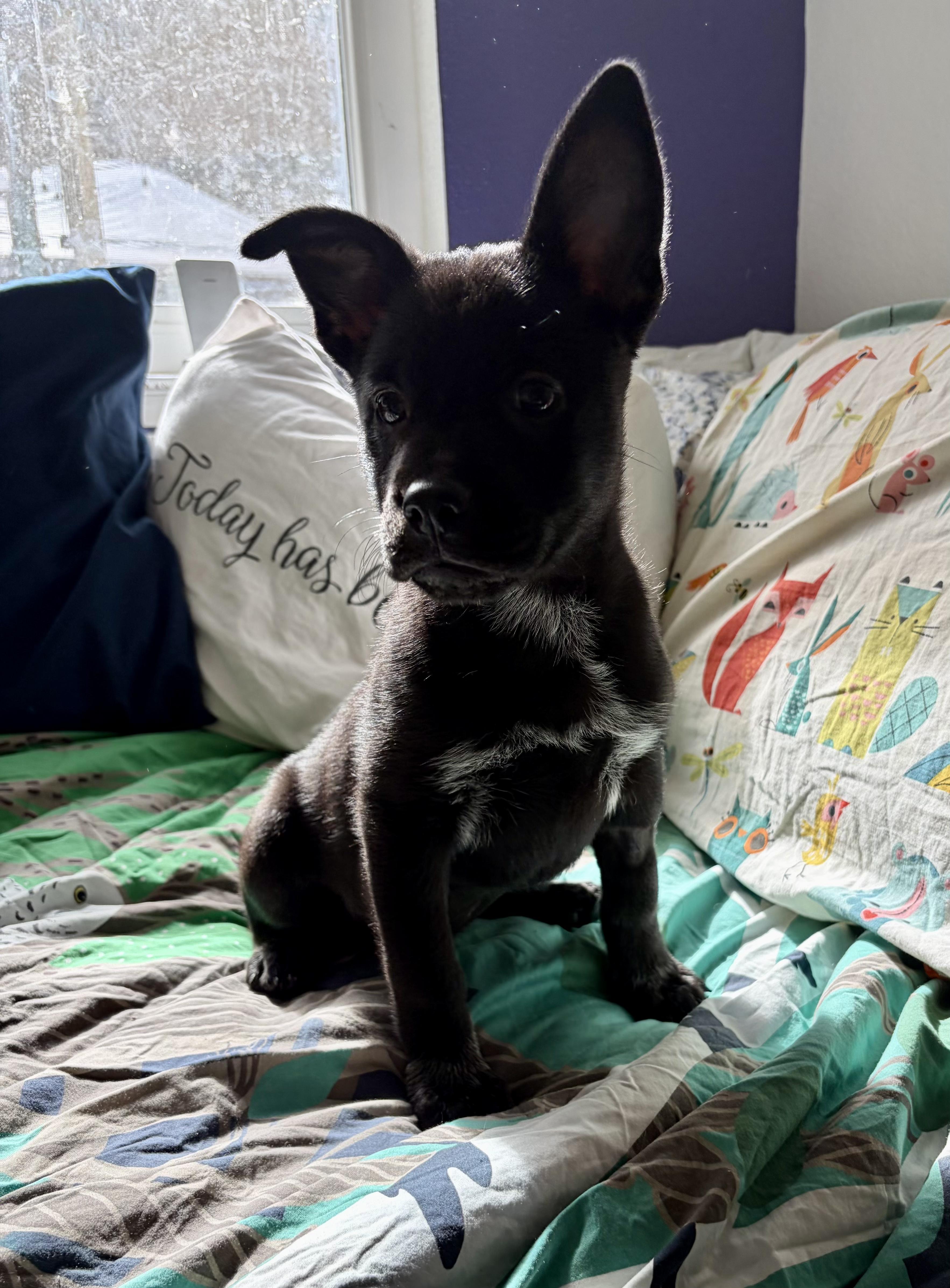 Cherry, an adopted mixed breed in Penryn, CA image 2/4