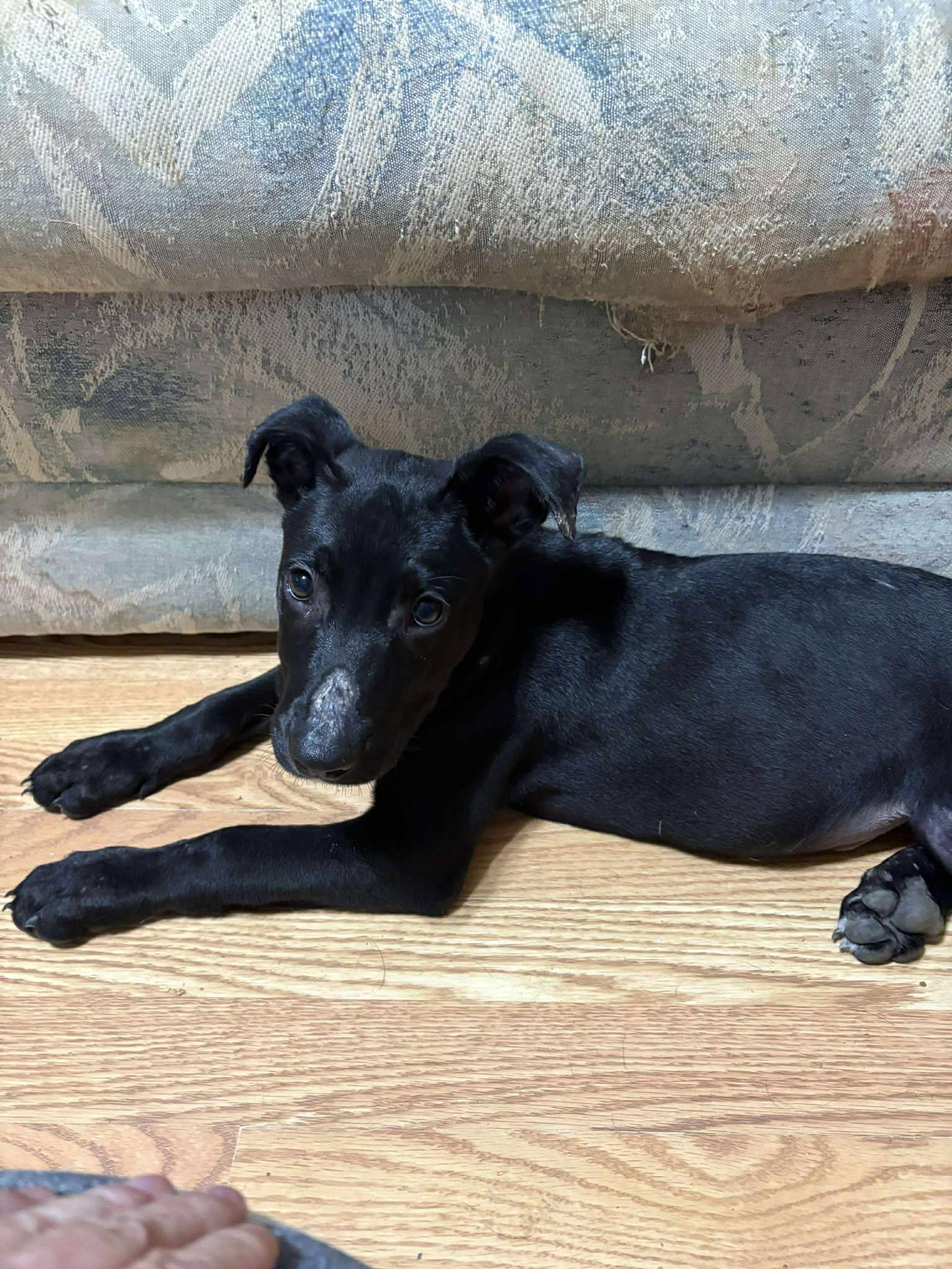 Pugsley, a Adoptable Labrador Retriever in Durham, NC image 1/3