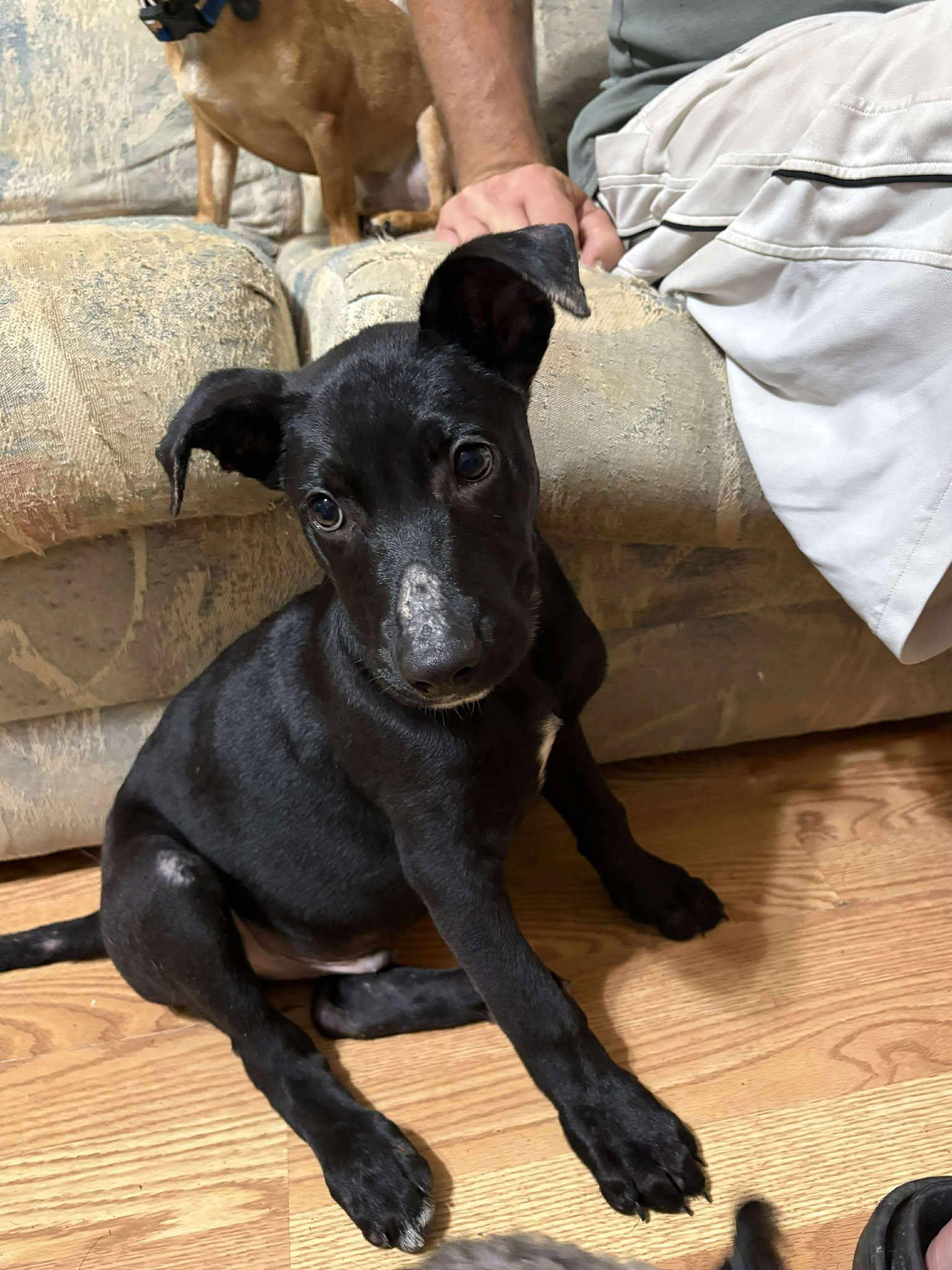 Pugsley, a Adoptable Labrador Retriever in Durham, NC image 2/3