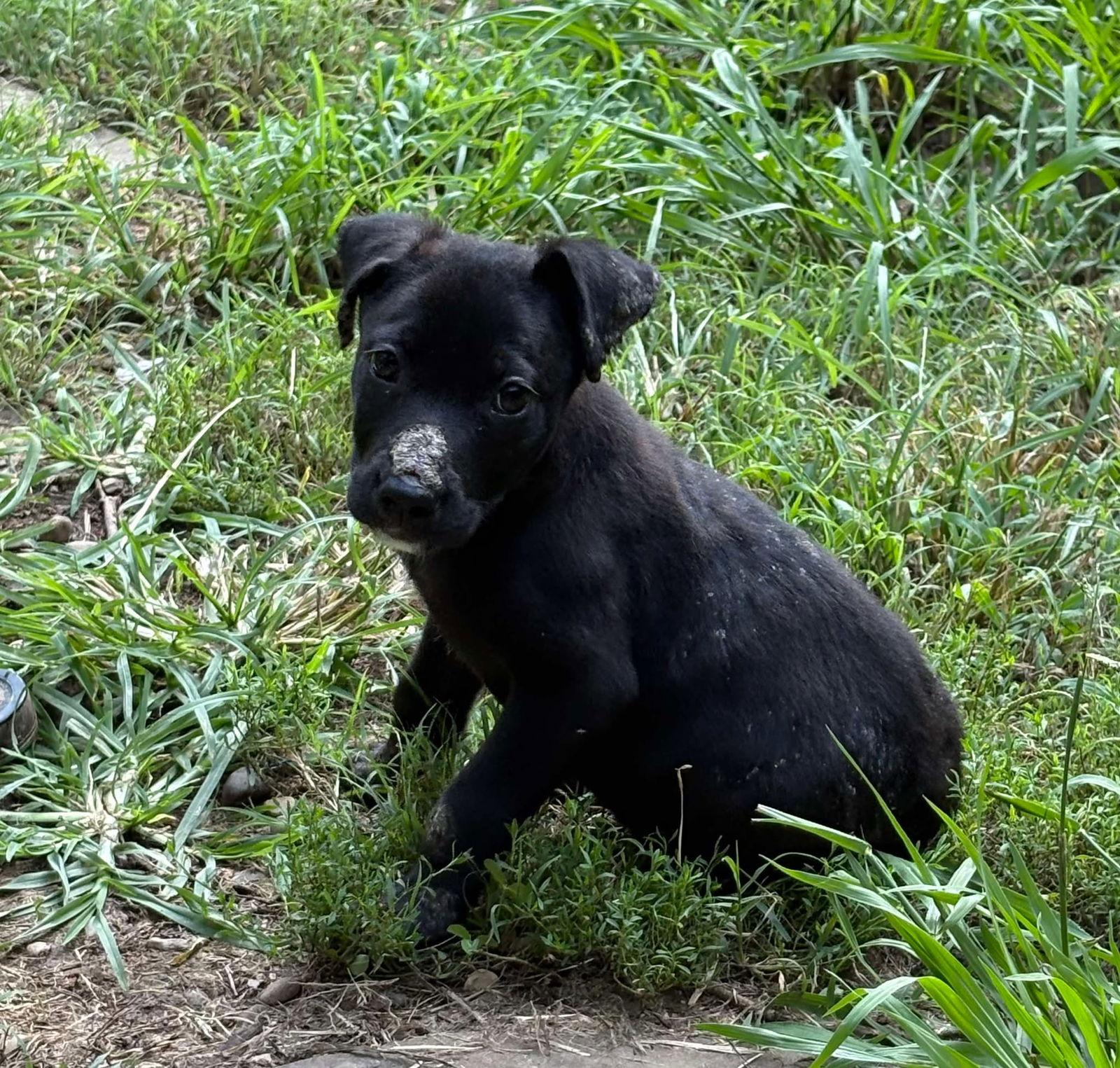Pugsley, a Adoptable Labrador Retriever in Durham, NC image 3/3