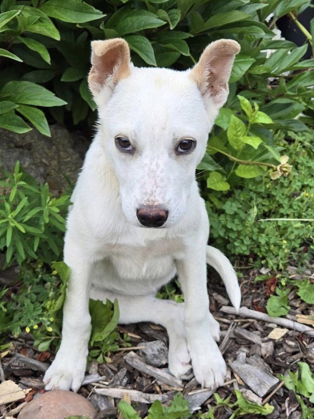 Enlarge Junie, a Adoptable Australian Cattle Dog / Blue Heeler in Polson, MT image 1/1