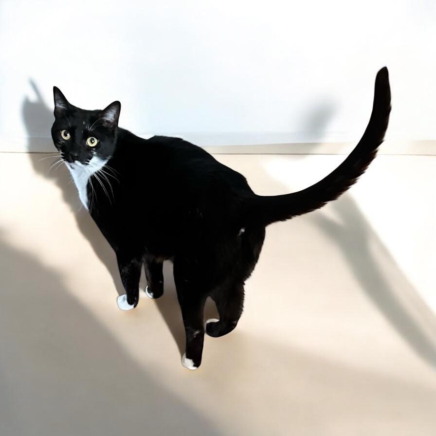Enlarge Smudge, a Adoptable Domestic Short Hair in Pittstown, NJ image 2/6