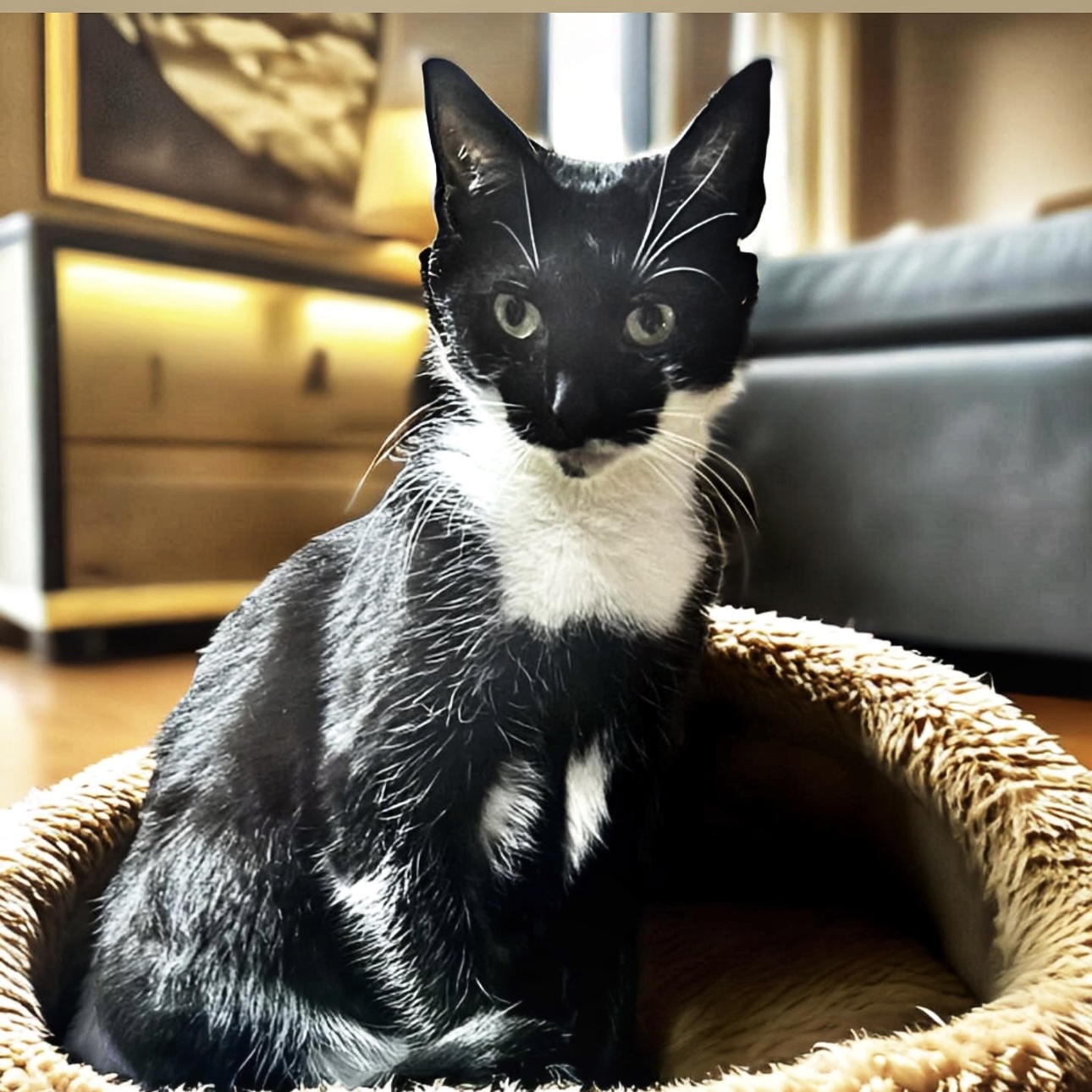 Enlarge Smudge, a Adoptable Domestic Short Hair in Pittstown, NJ image 4/6