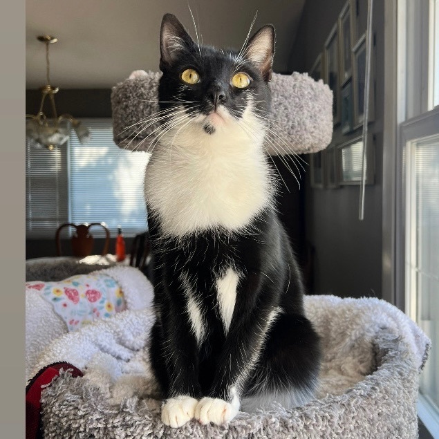 Enlarge Smudge, a Adoptable Domestic Short Hair in Pittstown, NJ image 6/6