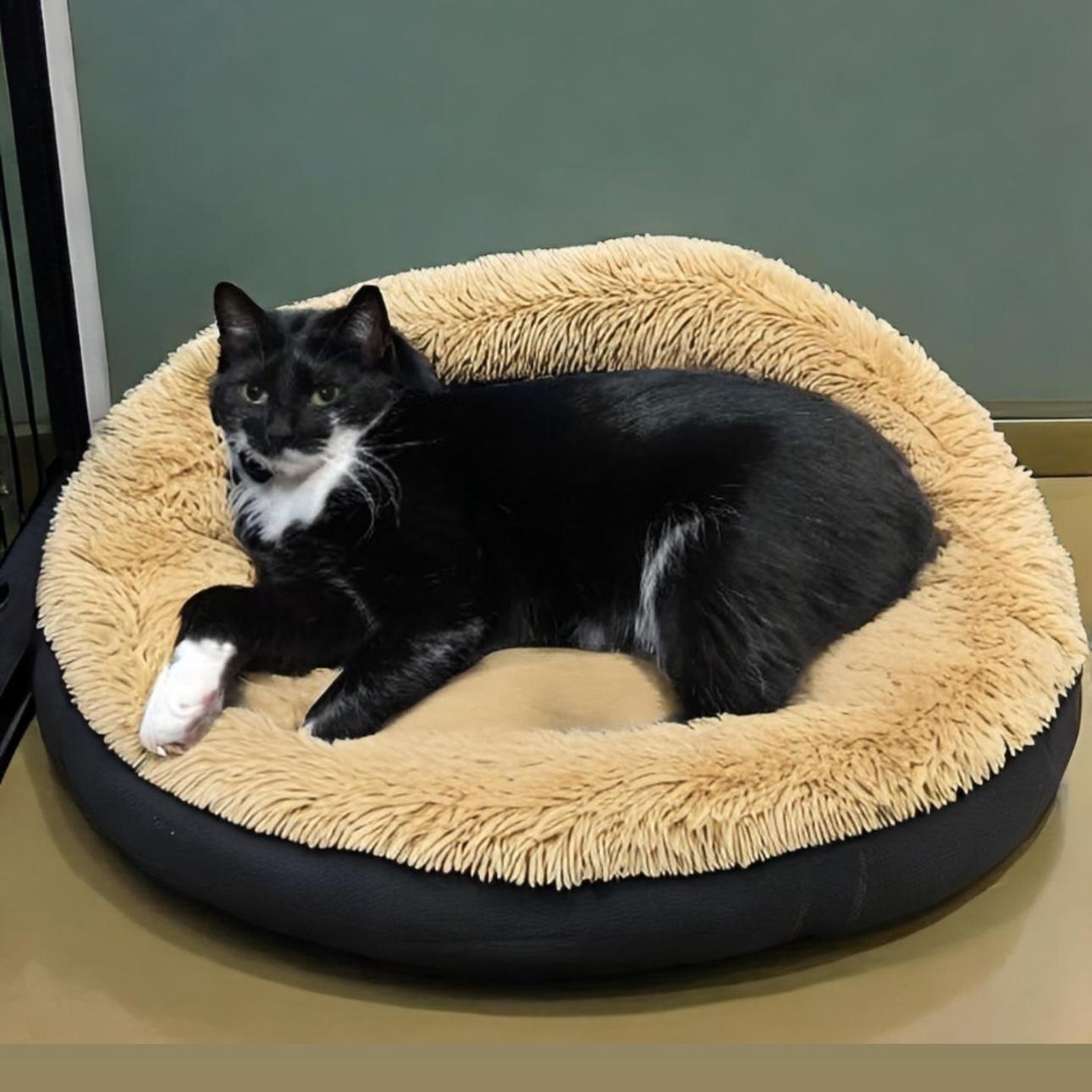 Enlarge Smudge, a Adoptable Domestic Short Hair in Pittstown, NJ image 5/6