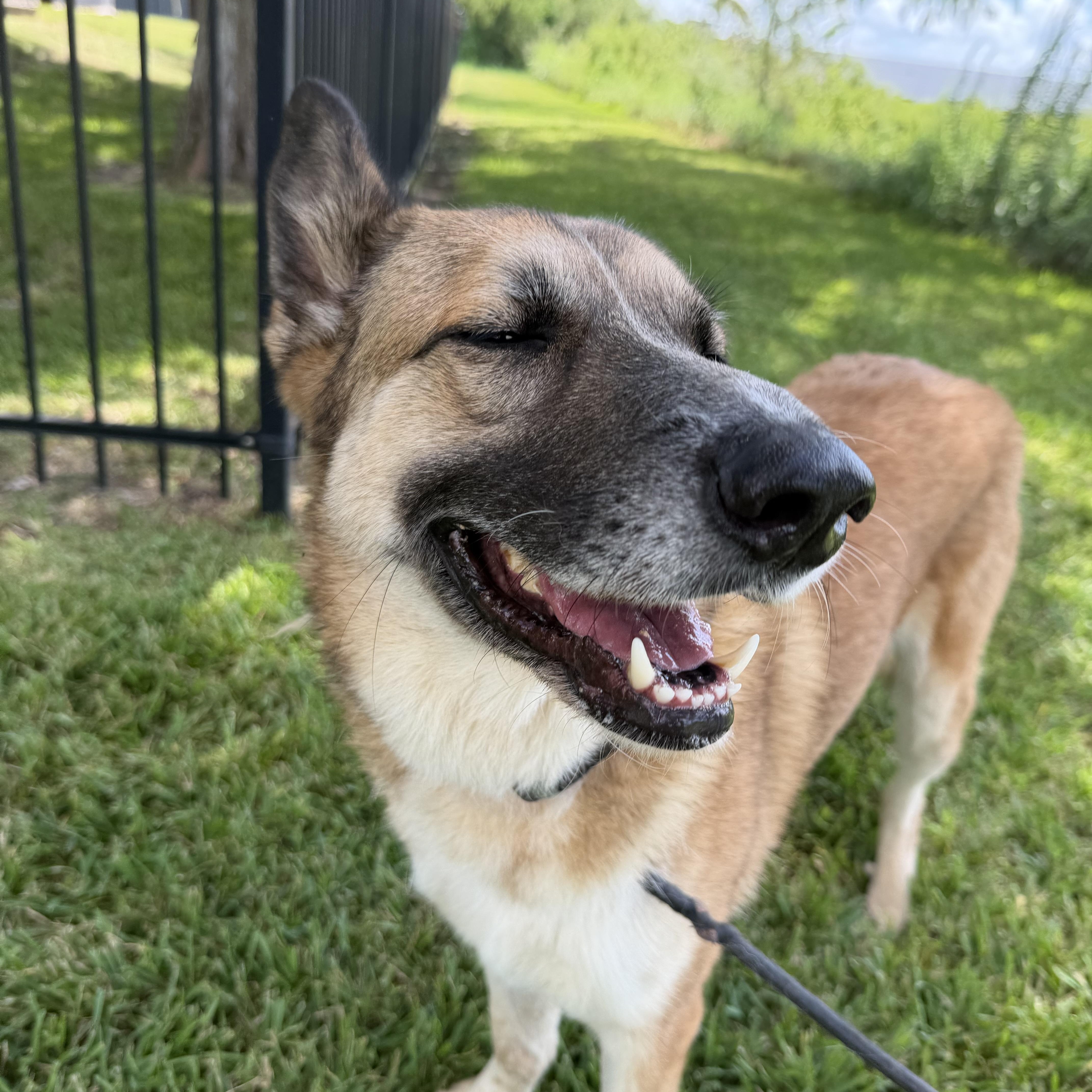 Enlarge Abby, a Adoptable mixed breed in Leesburg, VA image 5/5
