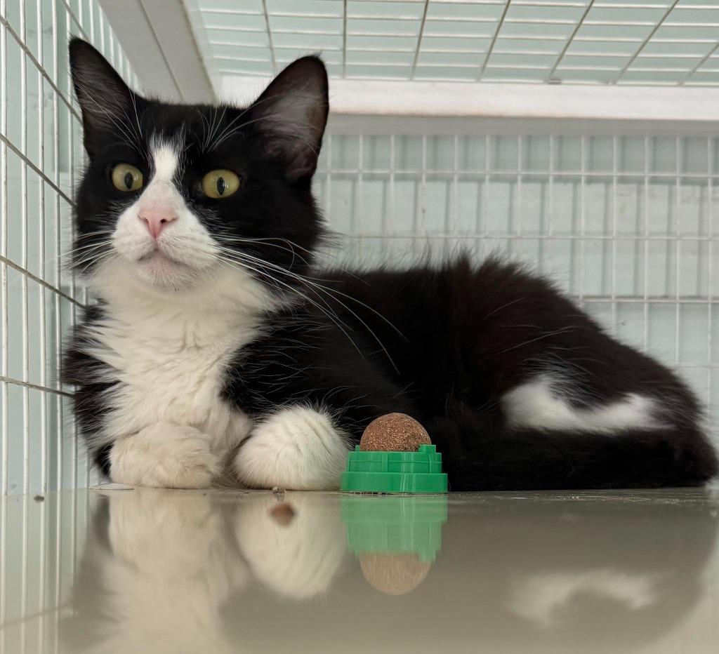 Nezuko, Adoptable, Adult Female Domestic Medium Hair.