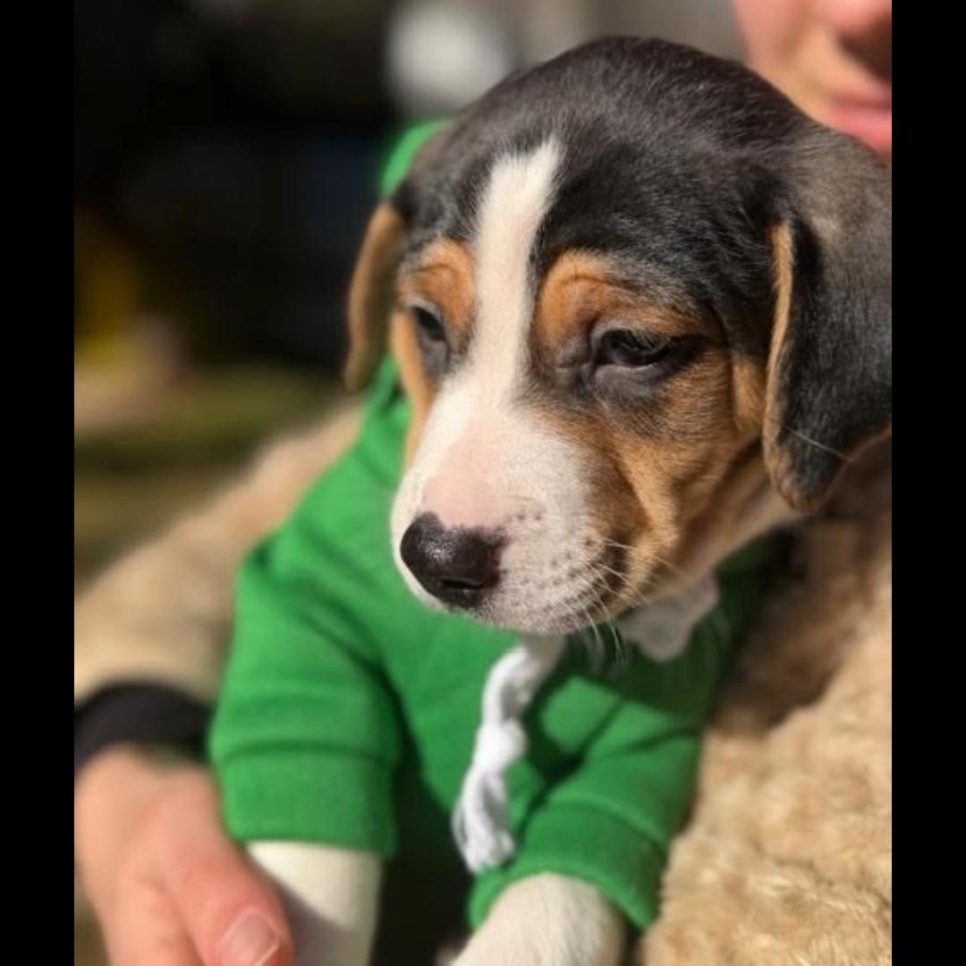 Enlarge Decatur, a Adoptable mixed breed in Midlothian, VA image 3/6