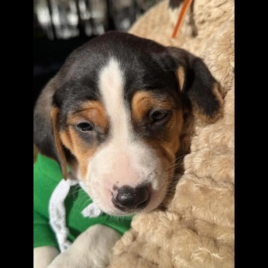 Enlarge Decatur, a Adoptable mixed breed in Midlothian, VA image 5/6