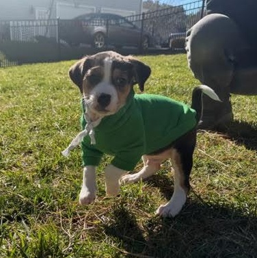 Enlarge Decatur, a Adoptable mixed breed in Midlothian, VA image 6/6