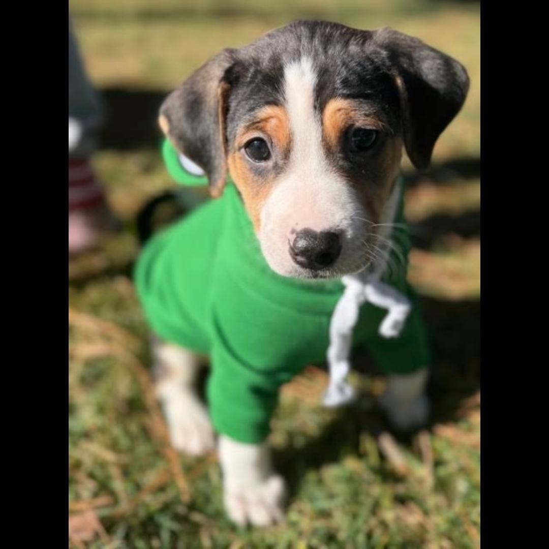 Enlarge Decatur, a Adoptable mixed breed in Midlothian, VA image 1/6