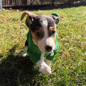 Enlarge Decatur, a Adoptable mixed breed in Midlothian, VA image 4/6
