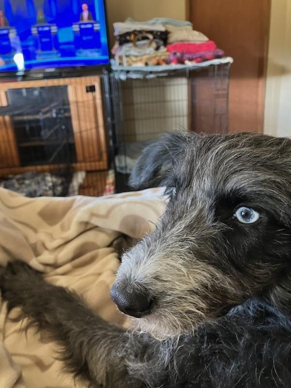 Sissy, a Adopted Terrier in Crossville, TN image 1/5