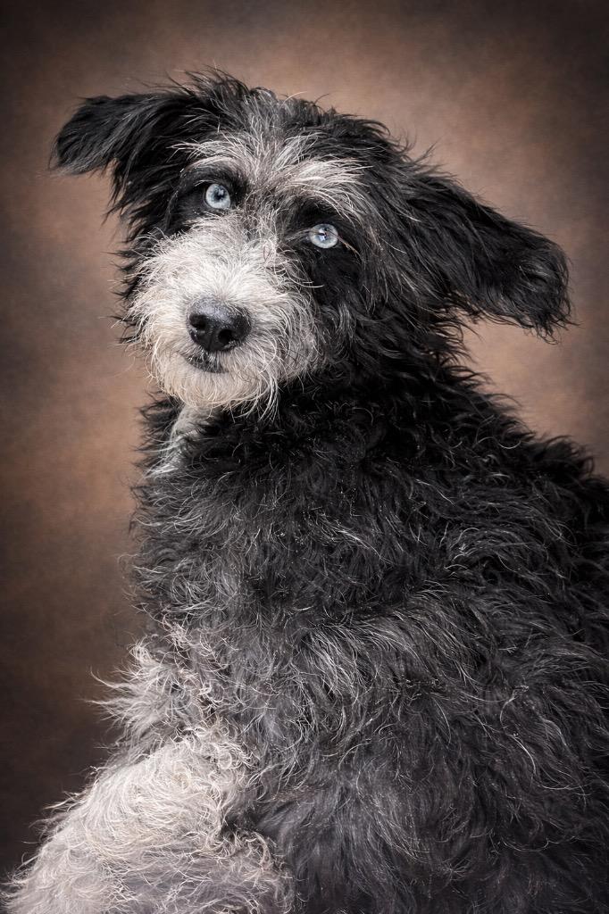 Sissy, a Adopted Terrier in Crossville, TN image 2/5