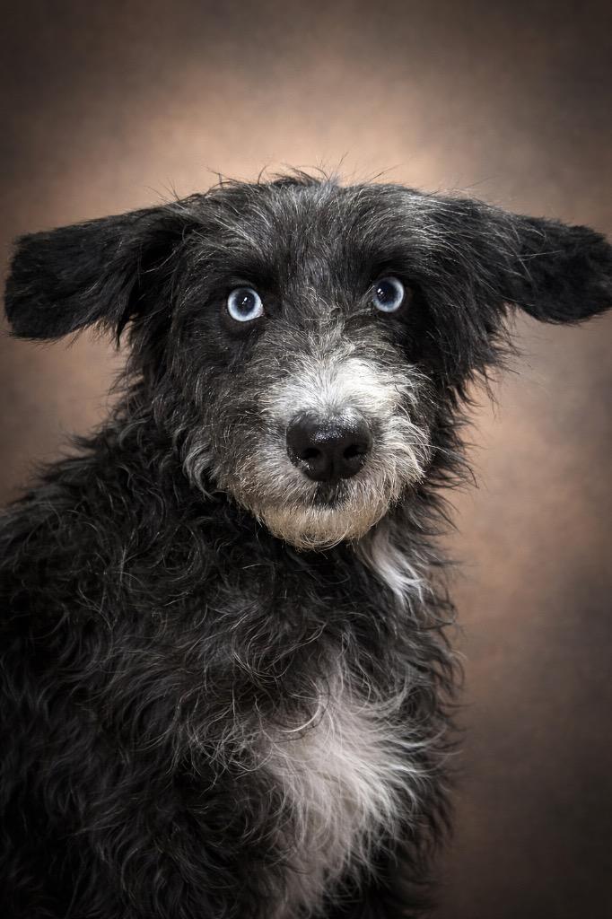Sissy, a Adopted Terrier in Crossville, TN image 3/5