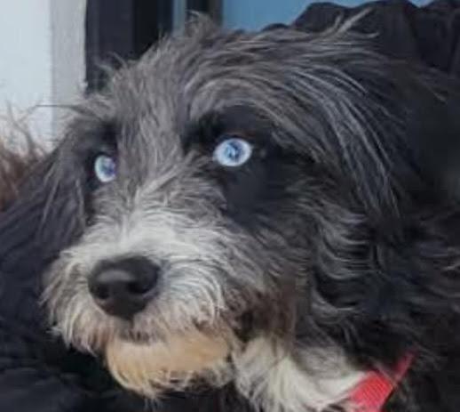 Sissy, a Adopted Terrier in Crossville, TN image 4/5