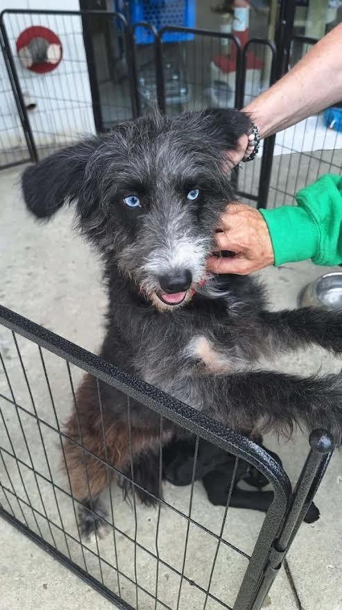 Sissy, a Adopted Terrier in Crossville, TN image 5/5